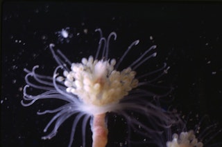 Close-up van een plantje onderwater.
