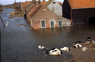 Vergezicht over een watervlakte met huizen, op de voorgrond dode koeien.