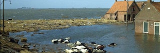 Vergezicht over een watervlakte met op de voorgrond dode koeien.