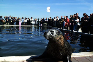 Een zeehond op de voorgrond wordt bekeken door mensen achter hekken.