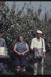 Fruitplukkers in de omgeving van Terneuzen